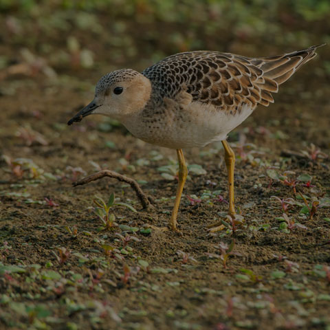 Buff-breasted Sandpiper