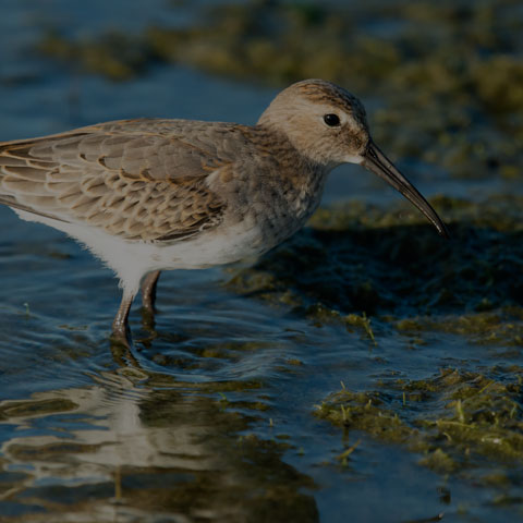 Dunlin