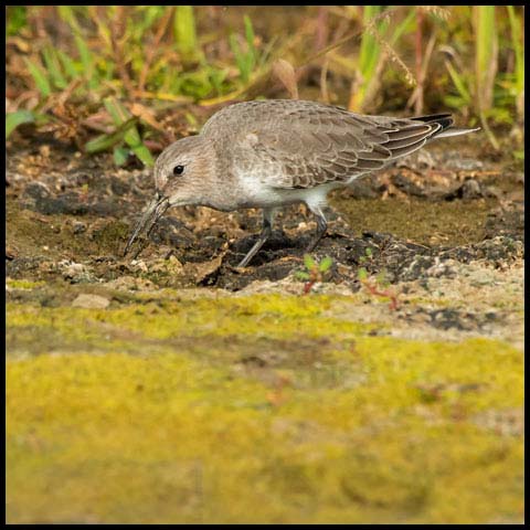 Dunlin