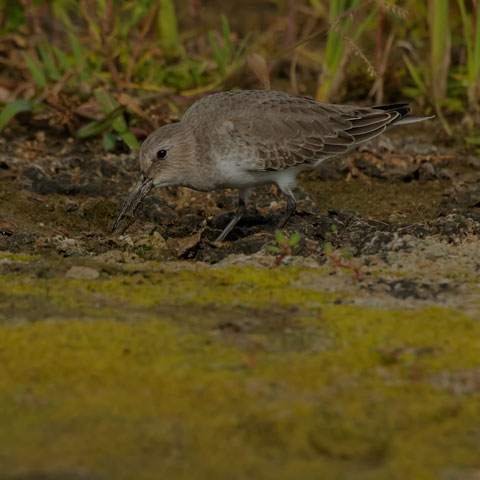 Dunlin