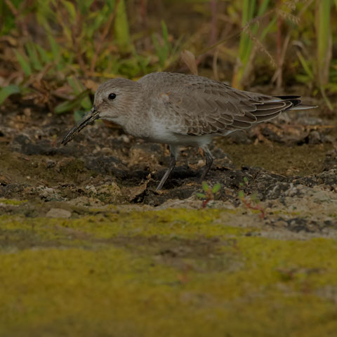 Dunlin