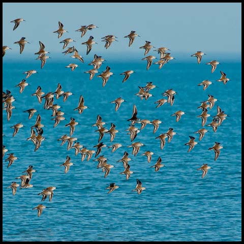 Dunlin