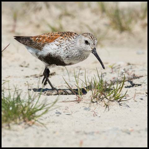 Dunlin