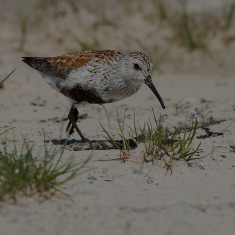 Dunlin