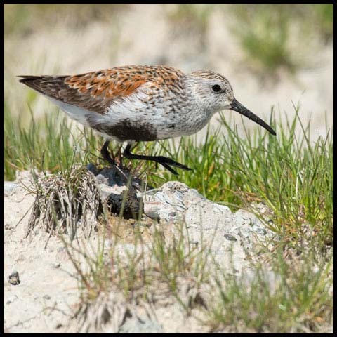 Dunlin