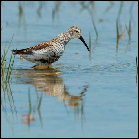 Dunlin