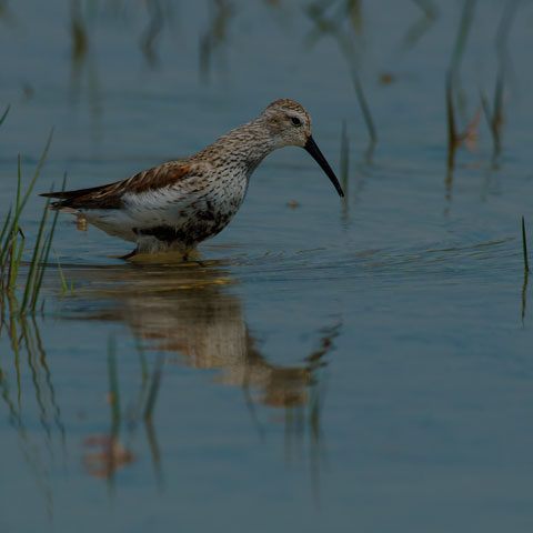 Dunlin