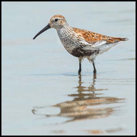 Dunlin