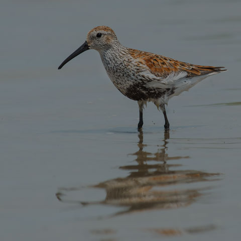 Dunlin