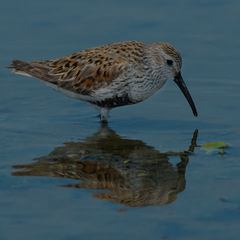 Dunlin