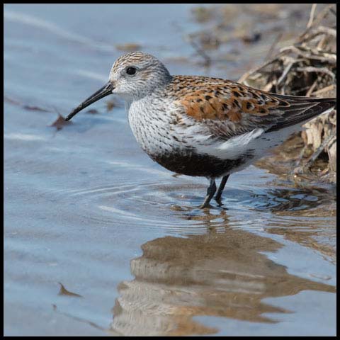 Dunlin