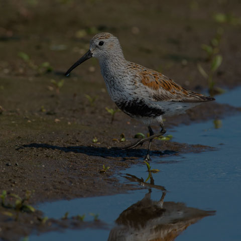 Dunlin