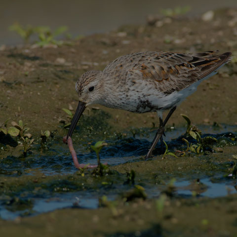 Dunlin