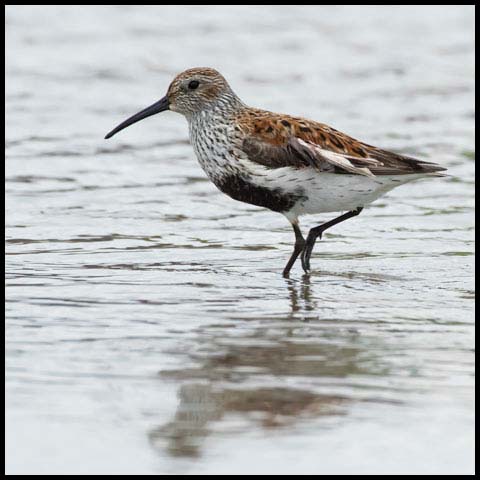 Dunlin