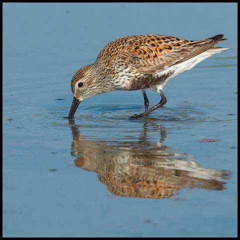 Dunlin