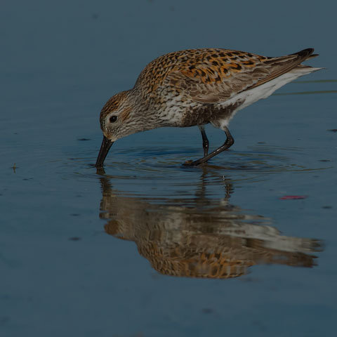 Dunlin