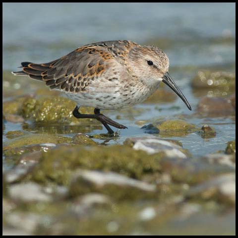 Dunlin