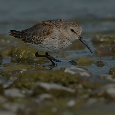 Dunlin