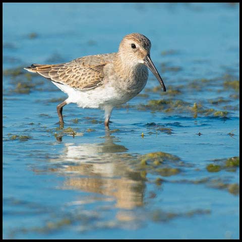 Dunlin