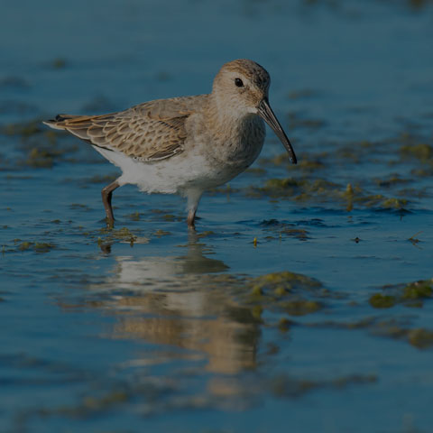 Dunlin