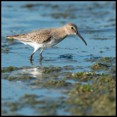 Dunlin