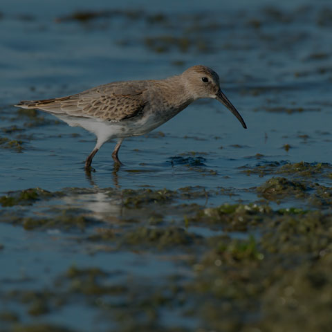 Dunlin