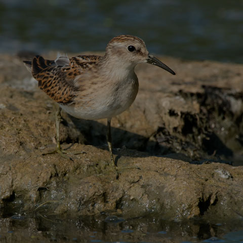 Least Sandpiper