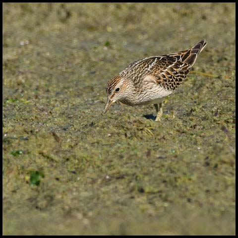 Pectoral Sandpiper