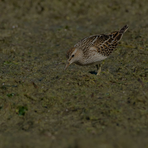 Pectoral Sandpiper