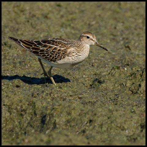 Pectoral Sandpiper