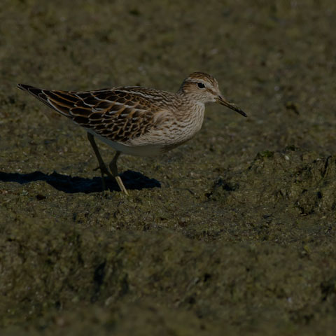 Pectoral Sandpiper