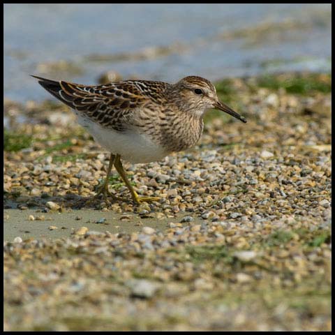 Pectoral Sandpiper