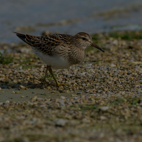 Pectoral Sandpiper