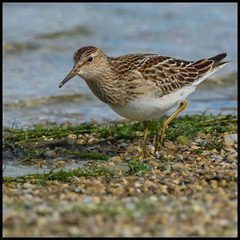Pectoral Sandpiper