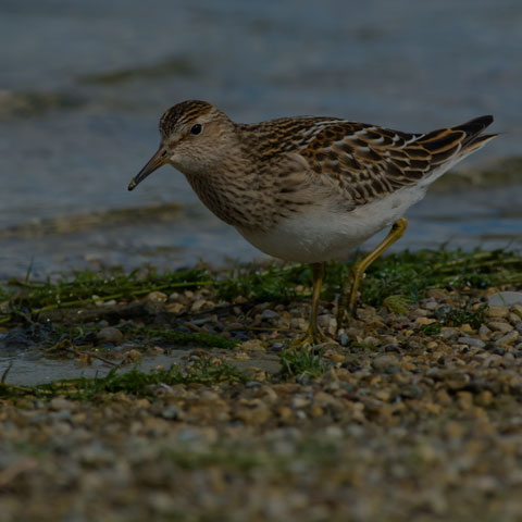 Pectoral Sandpiper