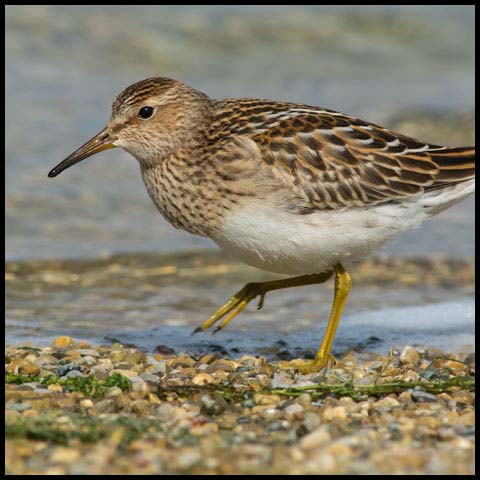 Pectoral Sandpiper