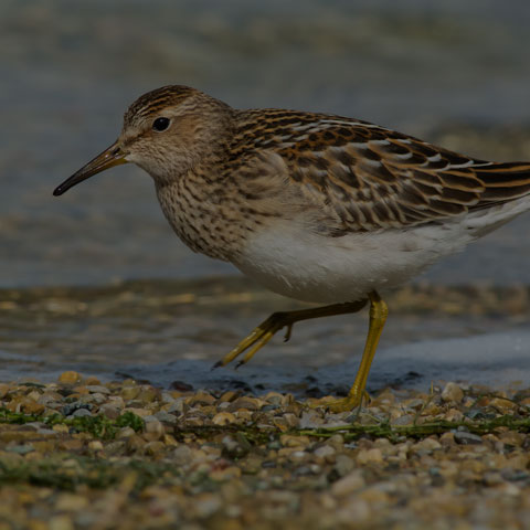 Pectoral Sandpiper