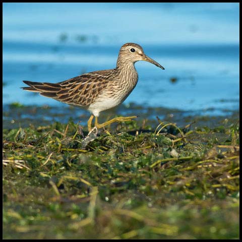 Pectoral Sandpiper
