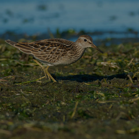 Pectoral Sandpiper