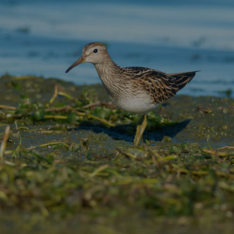Pectoral Sandpiper