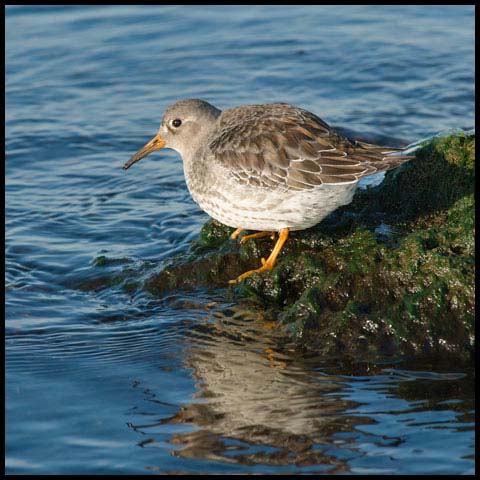 Purple Sandpiper