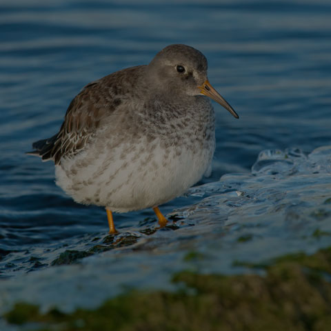 Purple Sandpiper