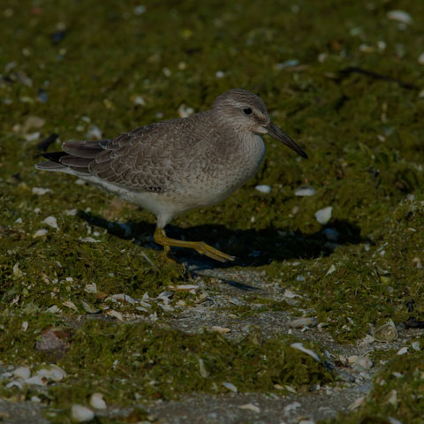 Red Knot