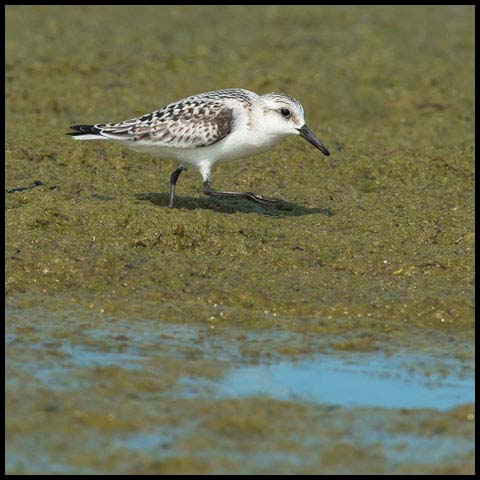 Sanderling