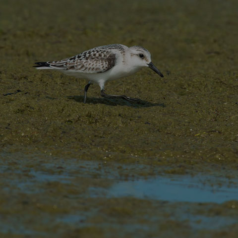 Sanderling