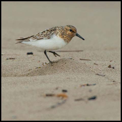 Sanderling