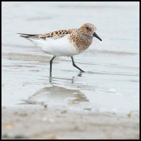 Sanderling