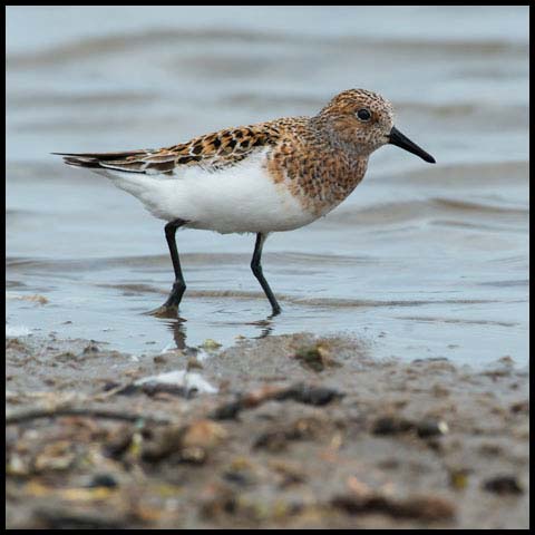 Sanderling