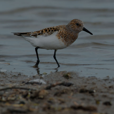 Sanderling