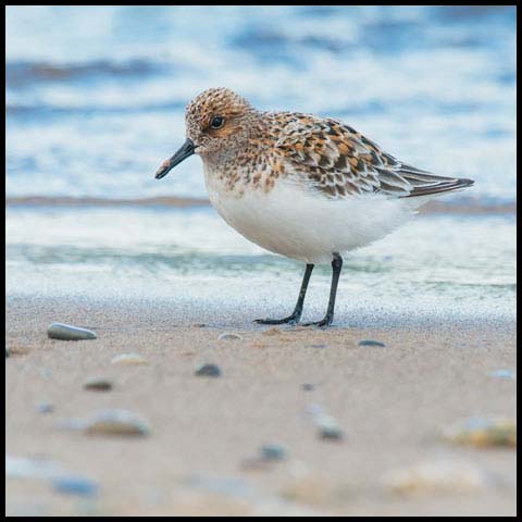 Sanderling